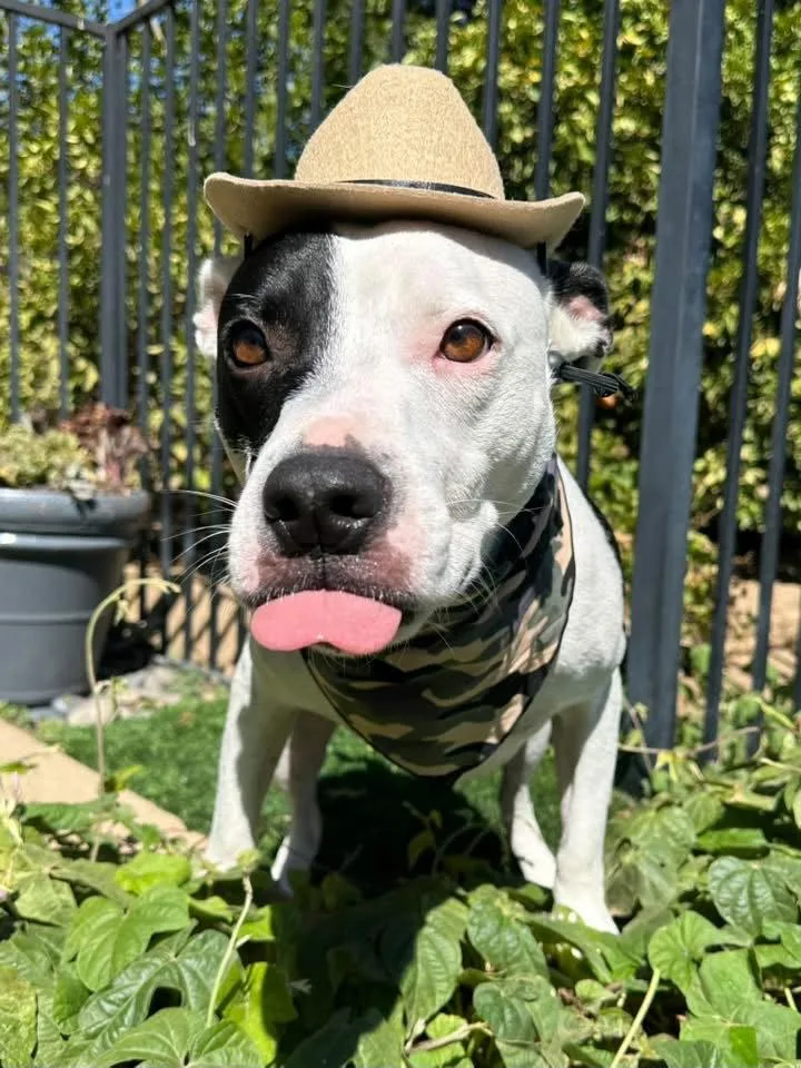An adult large-sized female Pit Bull Terrier dog named Milo for adoption in Redlands, CA