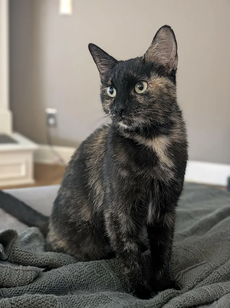 An adult medium-sized female Tortoiseshell Domestic Short Hair cat named Birdie for adoption in Overland Park, KS
