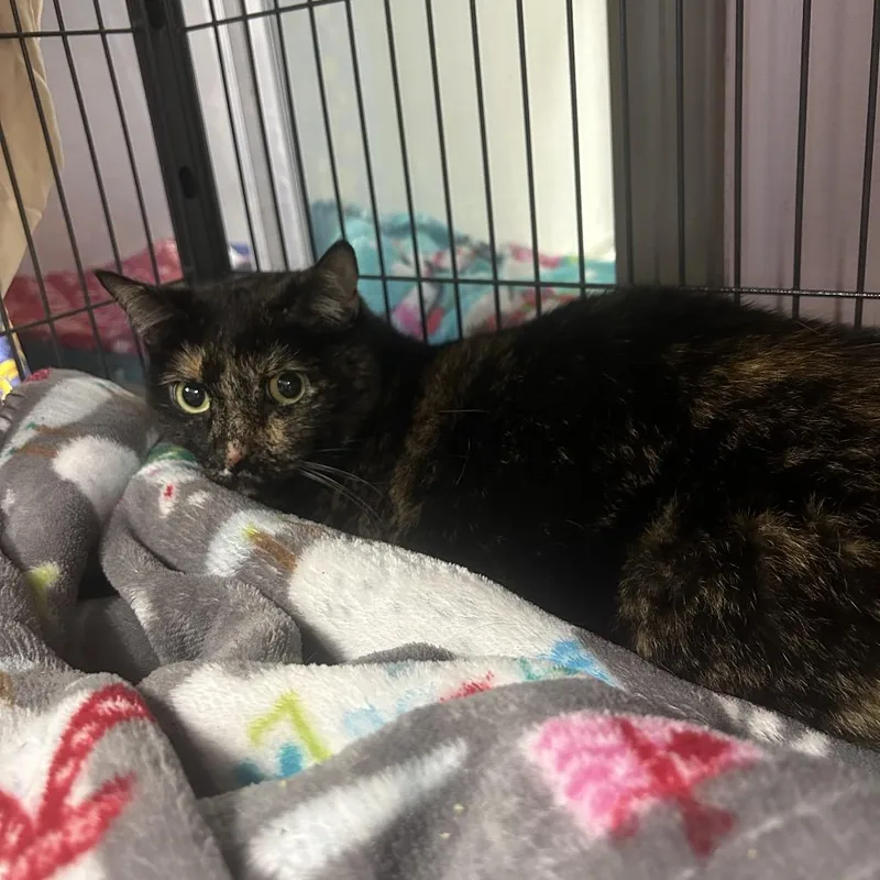 An adult medium-sized female Domestic Short Hair cat named Evelyn for adoption in Binghamton, NY