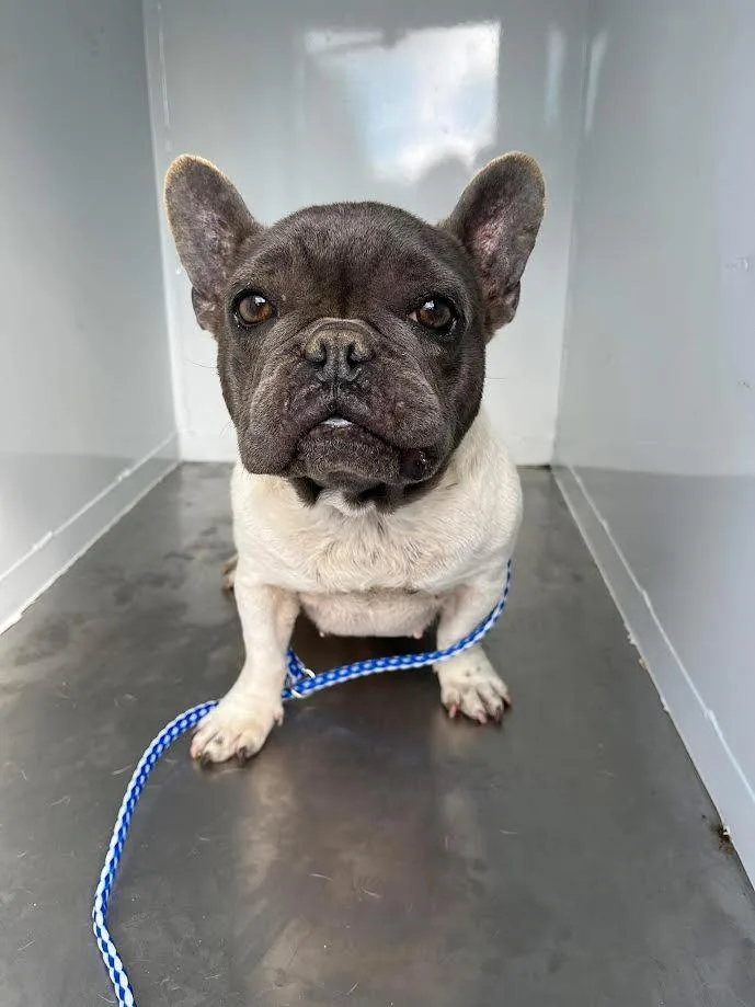 A young small-sized female Gray / Blue / Silver French Bulldog dog named Prada for adoption in Oakdale, CA