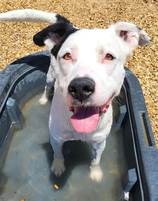 An adult medium-sized male Labrador Retriever dog named Butch for adoption in Albuquerque, NM