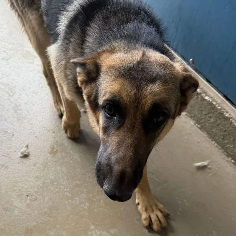 An adult large-sized female Yellow / Tan / Blond / Fawn German Shepherd Dog dog named Sophie for adoption in Kingman, AZ
