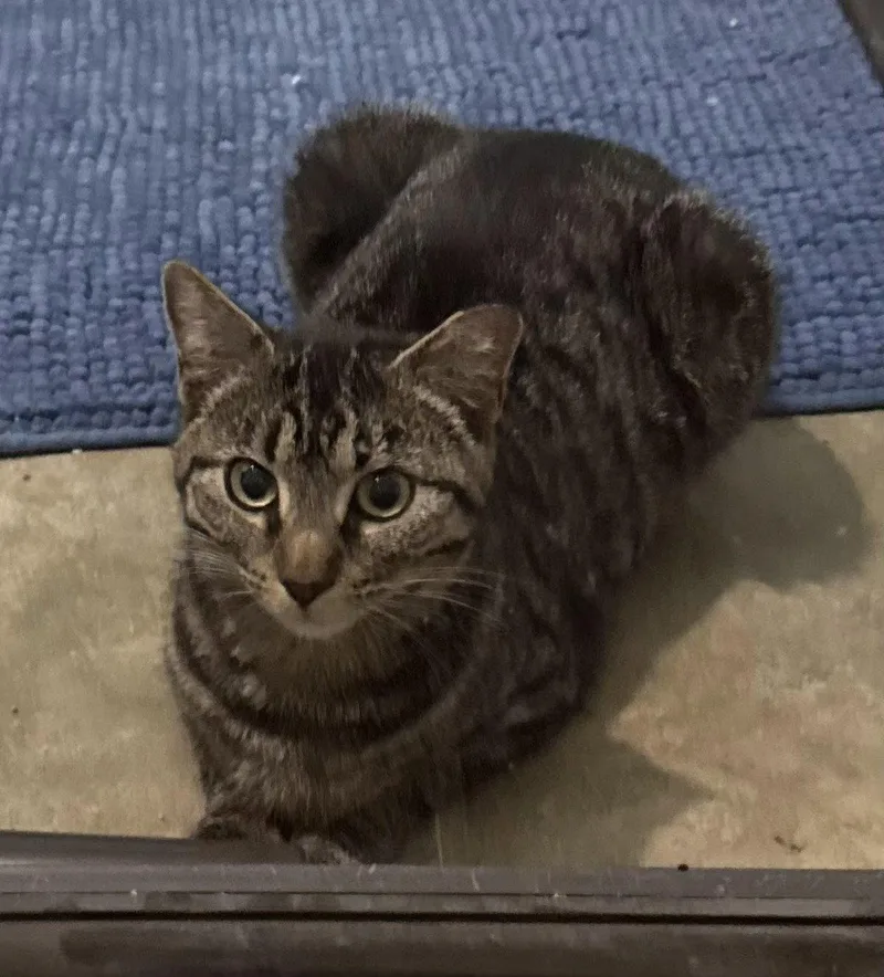 An adult medium-sized female Domestic Short Hair cat named Purrito for adoption in Evergreen, CO