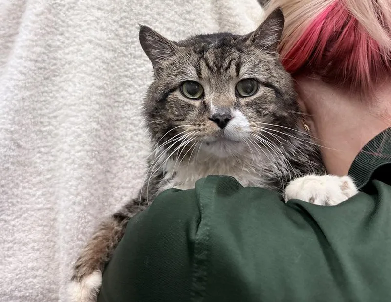 A senior extra large-sized male Tabby (Brown / Chocolate) Domestic Short Hair cat named Boots for adoption in Columbus, IN