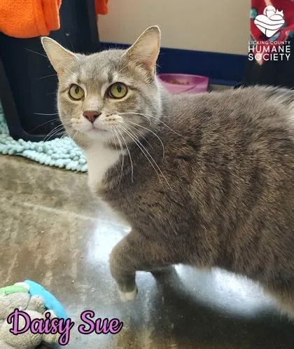 An adult small-sized female Domestic Short Hair cat named Daisy Sue for adoption in Heath, OH