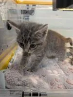 A baby small-sized female Domestic Short Hair cat named Yk for adoption in Cincinnati, OH