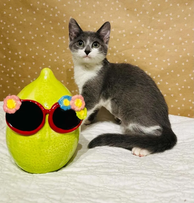 A baby small-sized female Domestic Short Hair cat named Ethel for adoption in Groveland, MA