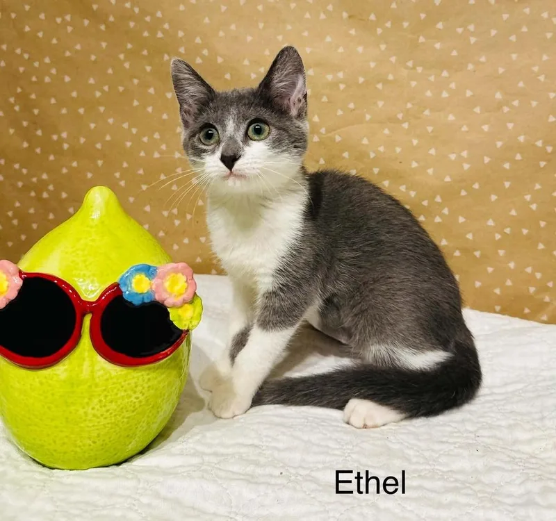 Ethel thumbnail 4