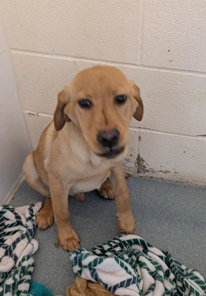 A baby medium-sized male Golden Retriever dog named Rowan for adoption in Portland, IN