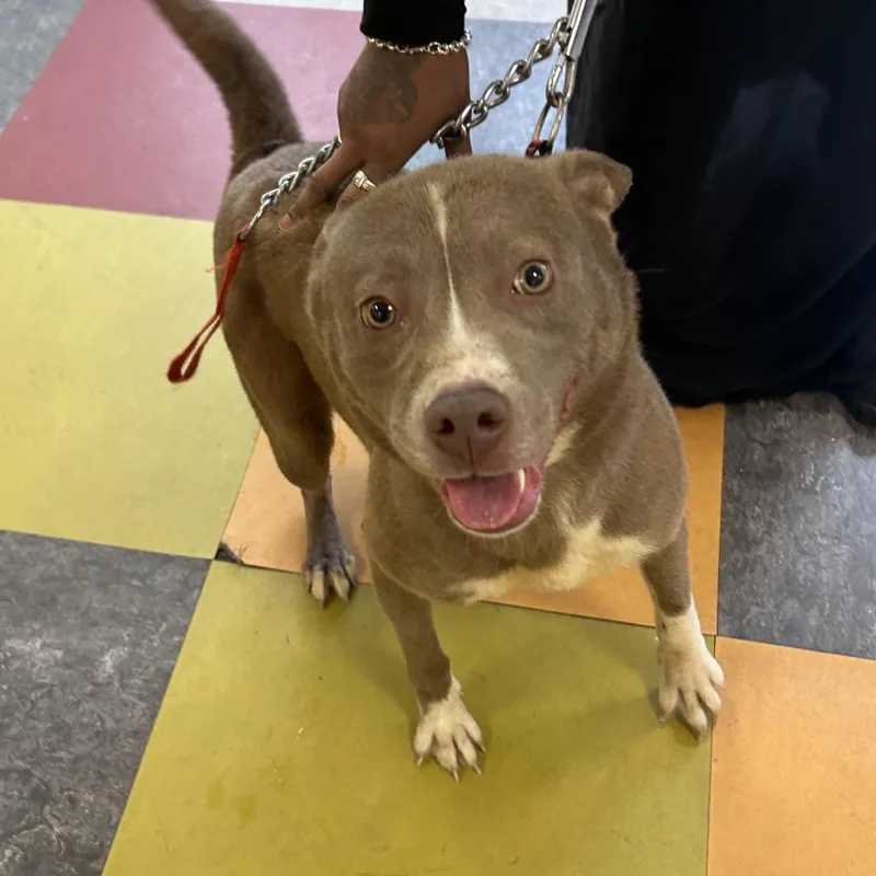 An adult medium-sized female Yellow / Tan / Blond / Fawn Mixed Breed dog named Aya for adoption in Philadelphia, PA