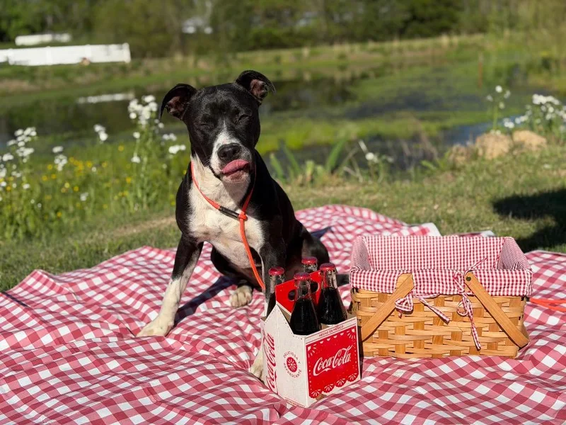 A baby large-sized male Pit Bull Terrier dog named Burt for adoption in Little Rock, AR