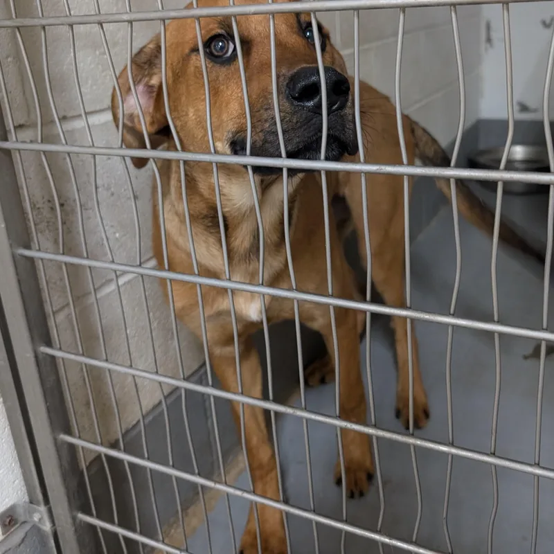 An adult large-sized male Red / Chestnut / Orange Labrador Retriever dog named Looking For Owner for adoption in Ravenna, OH