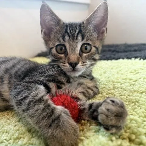 A baby small-sized male Brown / Chocolate Domestic Short Hair cat named Peppermint Bark for adoption in Pleasant Hill, CA