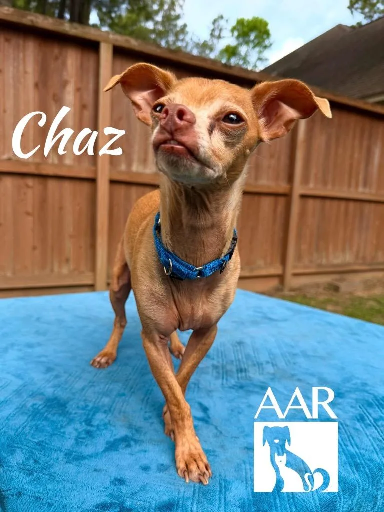 A senior small-sized male Chihuahua dog named Chaz for adoption in Magnolia, TX