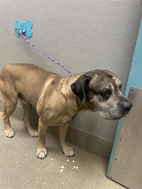 An adult extra large-sized male Mastiff dog named Colton for adoption in Las Vegas, NV