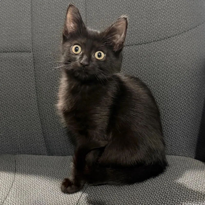 A baby small-sized female Black Domestic Short Hair cat named Quesadilla for adoption in Wappingers Falls, NY