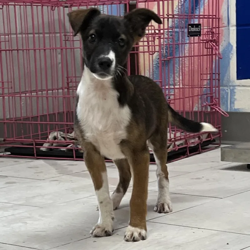 A baby small-sized male Brown / Chocolate Labrador Retriever dog named Wilson for adoption in Lufkin, TX