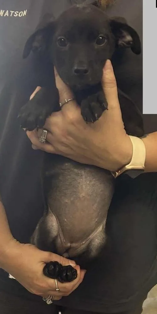 A baby small-sized female Black Terrier dog named Tamara for adoption in Colorado Springs, CO