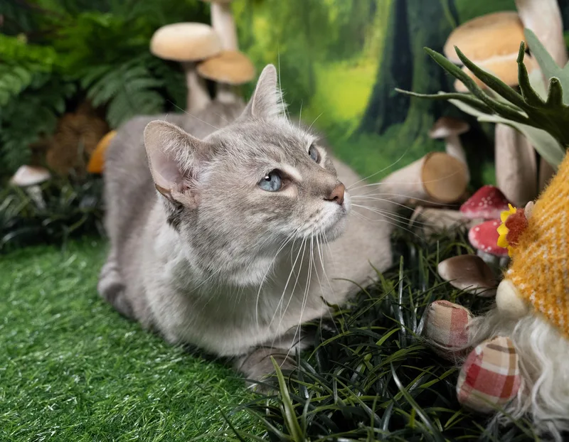 An adult large-sized female Gray / Blue / Silver Domestic Short Hair cat named Cleo for adoption in Parker, TX