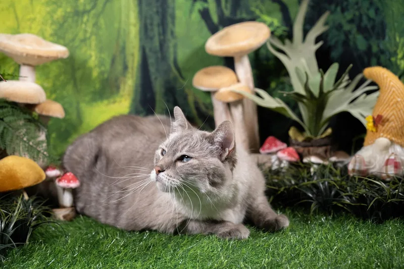 Cleo thumbnail 2