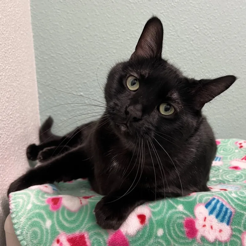 An adult large-sized male Black Domestic Short Hair cat named Baloo for adoption in Keizer, OR
