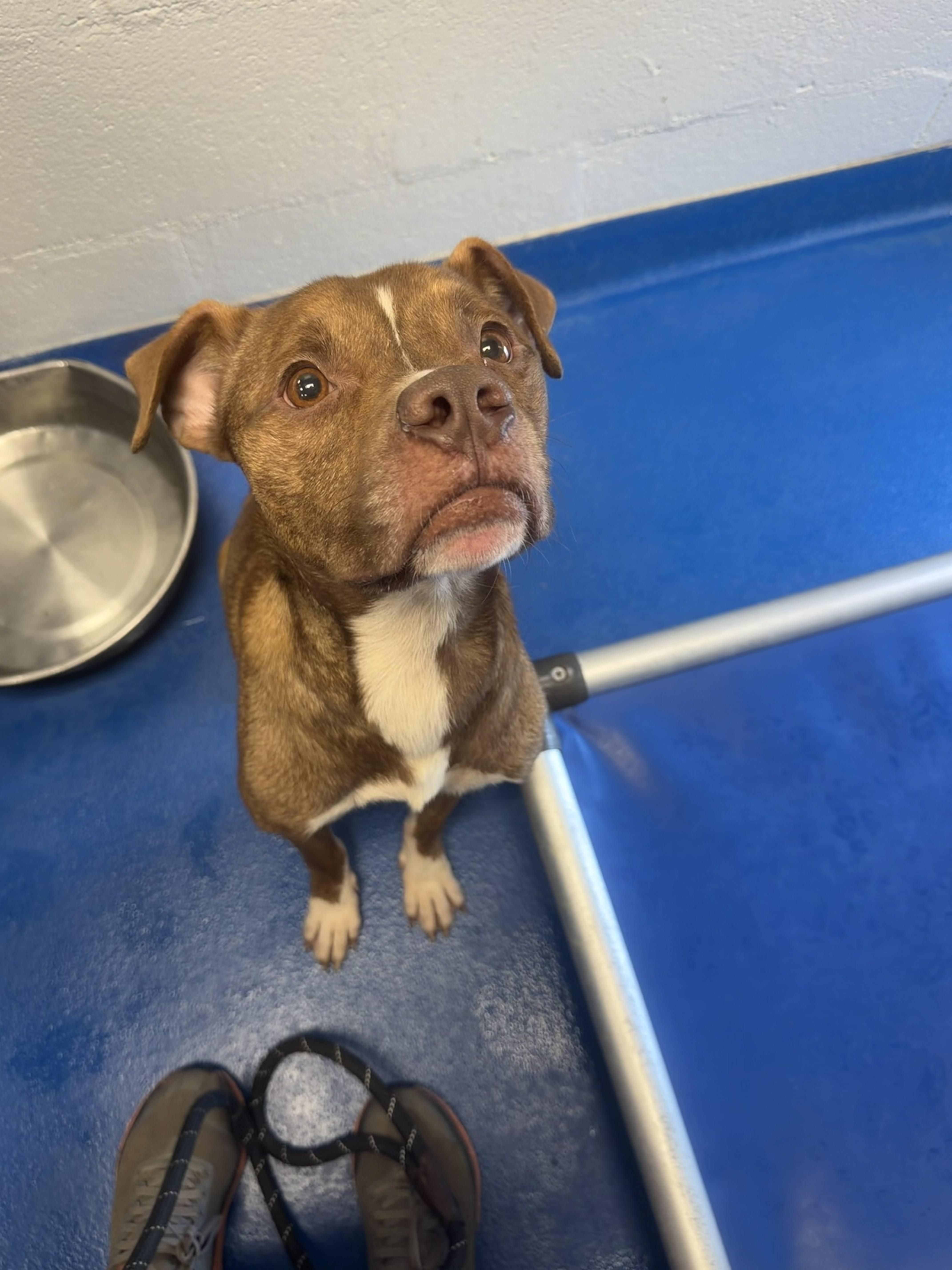 A young medium-sized male Golden Terrier dog named Gunther for adoption in Lancaster, SC