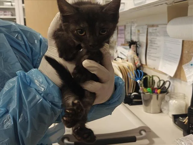A baby small-sized female Domestic Short Hair cat named Espie for adoption in Santa Fe, NM