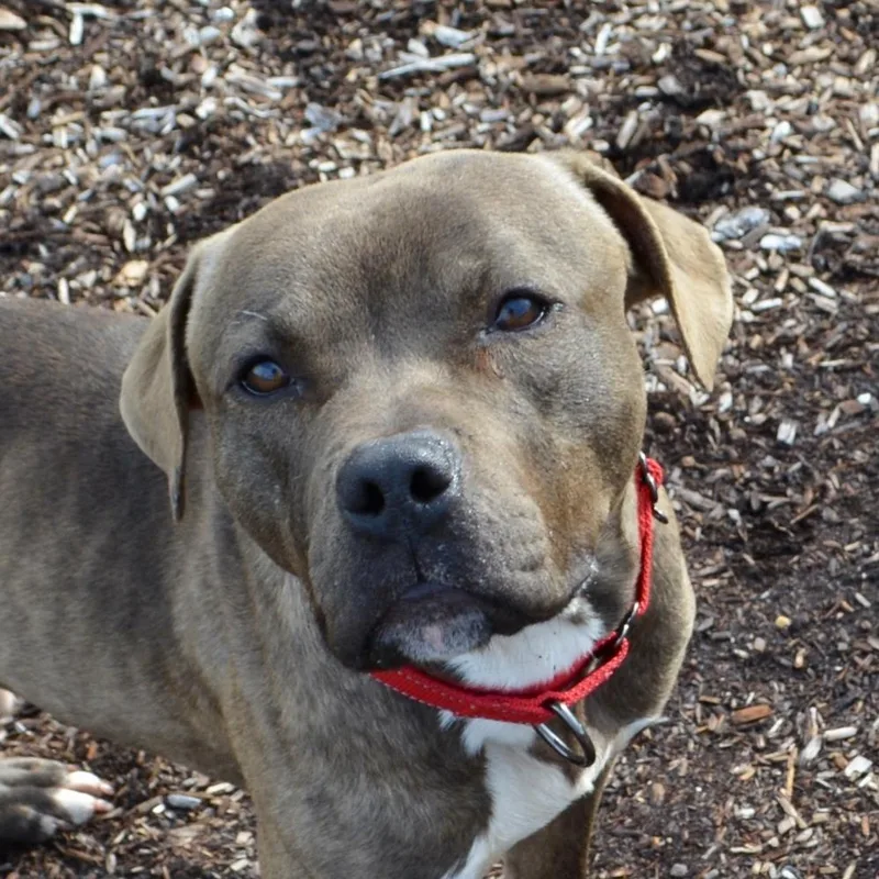 An adult medium-sized male Mixed Breed dog named Toby for adoption in Newark, NJ
