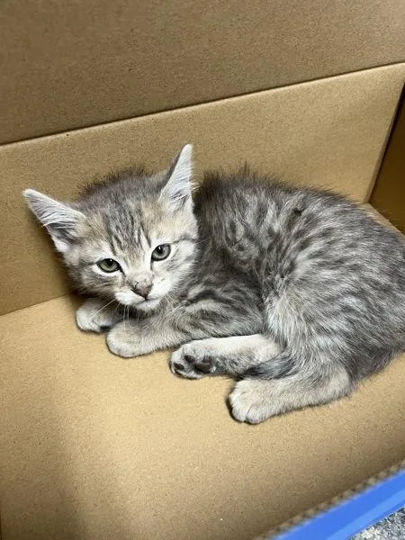 A baby small-sized female Domestic Short Hair cat named Chelle for adoption in Morristown, TN