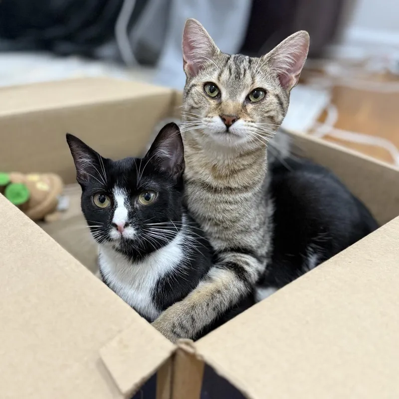 Sunshine thumbnail 3