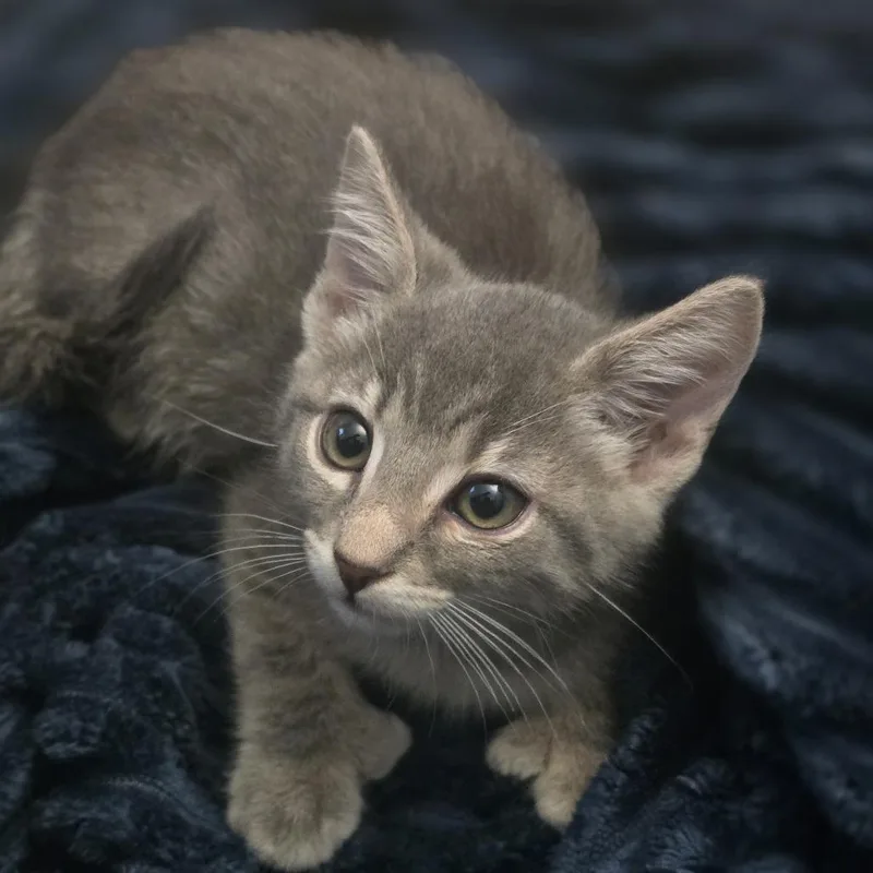 A baby small-sized male Gray / Blue / Silver Domestic Short Hair cat named Vincent Van Gogh for adoption in Jarrettsville, MD
