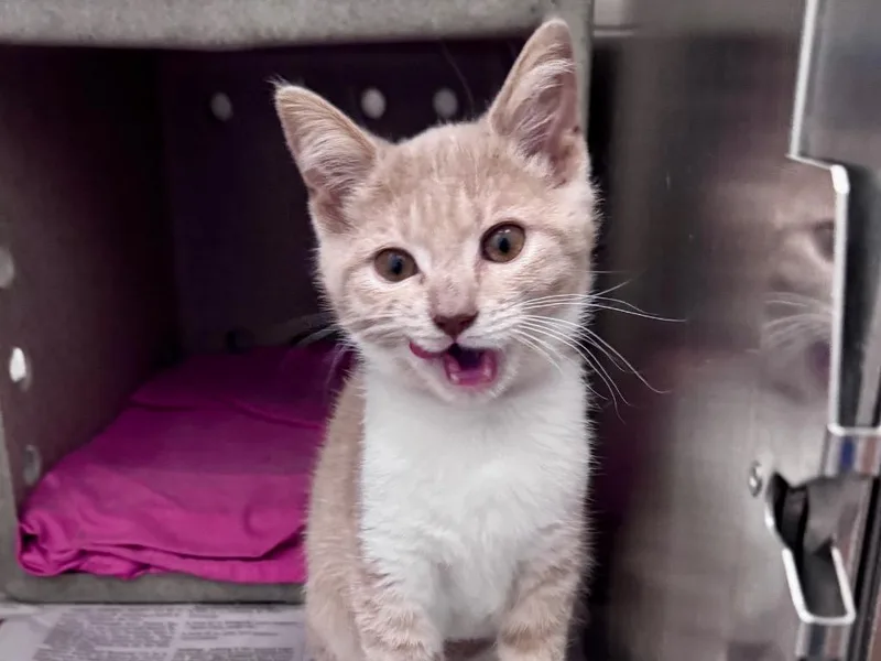 A baby small-sized female Tabby cat named Talia for adoption in Powell, OH