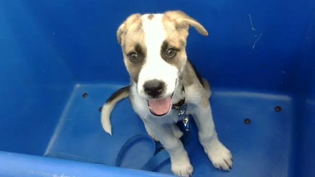 A baby large-sized female Mixed Breed dog named Arya for adoption in Dallas, TX