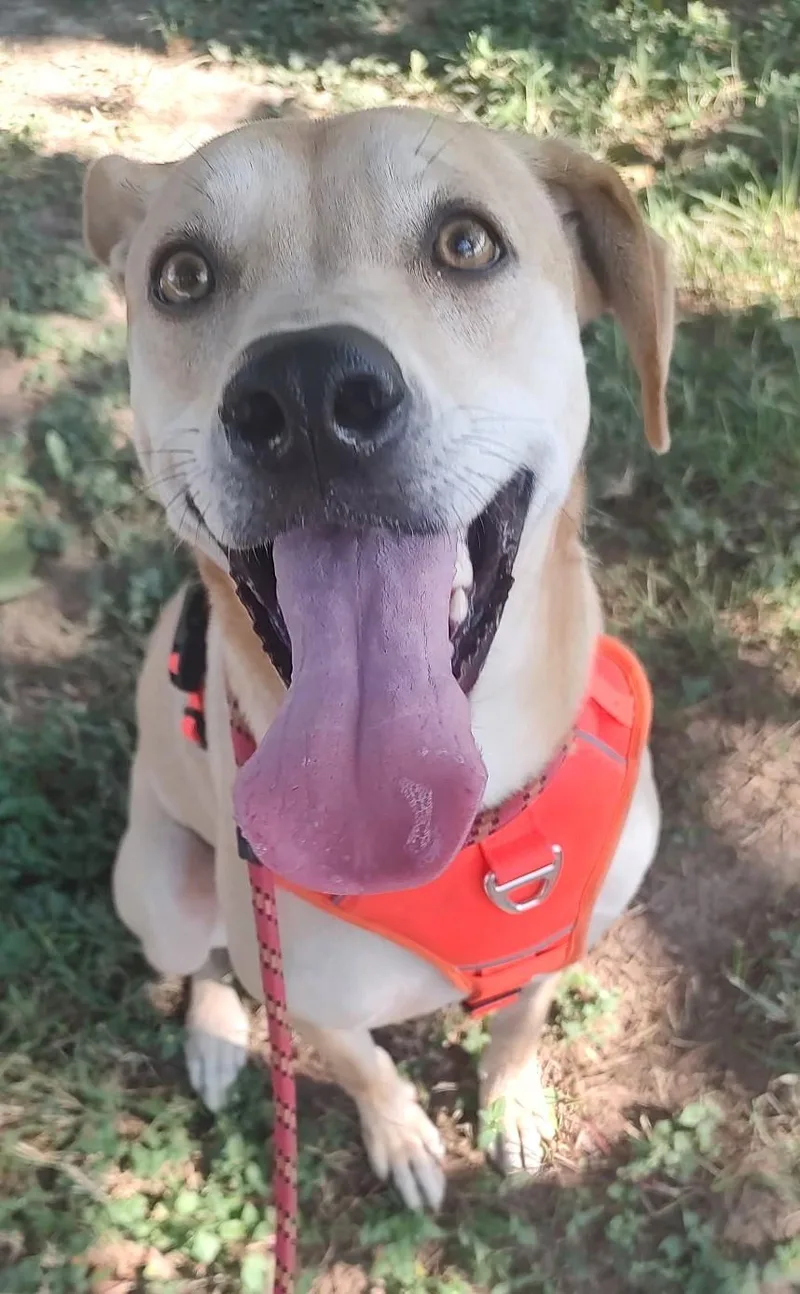 Hurley  Sugar And thumbnail 2