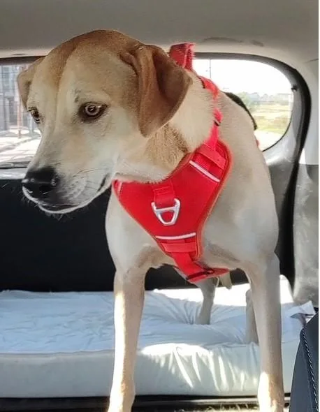 Hurley  Sugar And thumbnail 3