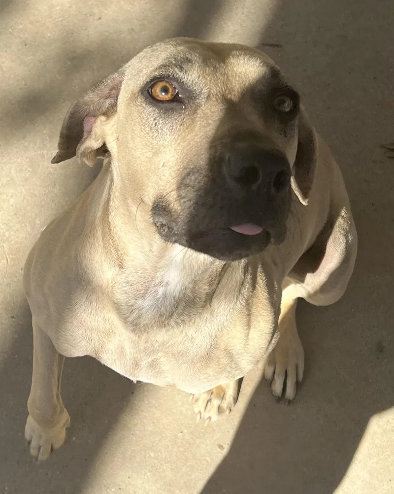 An adult medium-sized female Yellow / Tan / Blond / Fawn Black Mouth Cur dog named Annie for adoption in Paradise, TX