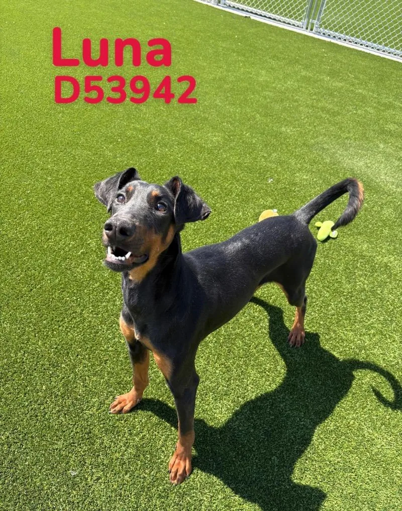 A young medium-sized female Doberman Pinscher dog named Luna for adoption in Clarksville, TN