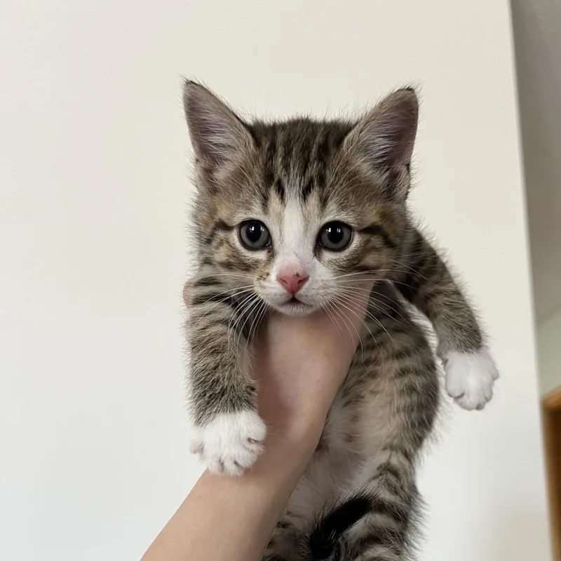 A baby small-sized female Brown / Chocolate Domestic Short Hair cat named Raspberry for adoption in Ruckersville, VA