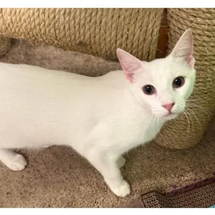 A young medium-sized male Domestic Short Hair cat named Haagen Dazs Kershaw for adoption in Hudson, MA
