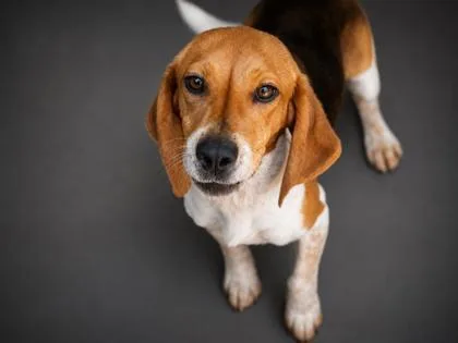 An adult small-sized male Beagle dog named Snoopy for adoption in Bowling Green, KY