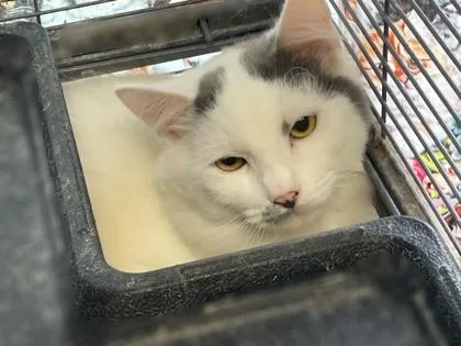 A baby small-sized male Domestic Short Hair cat named Prozac for adoption in Pendleton, OR