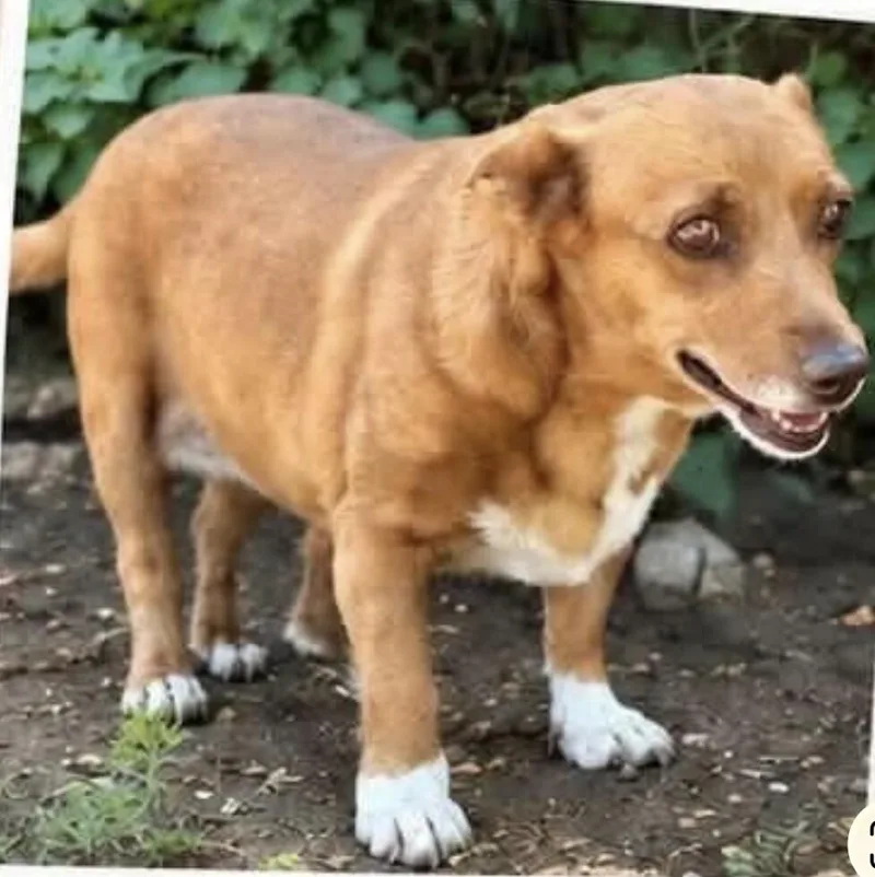 A senior medium-sized female Cardigan Welsh Corgi dog named Honey for adoption in Windsor, CO