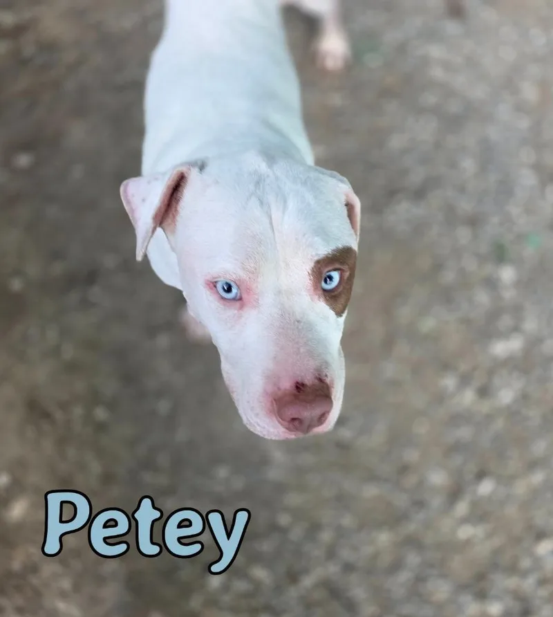A young medium-sized male Pit Bull Terrier dog named Petey for adoption in Port Clinton, OH