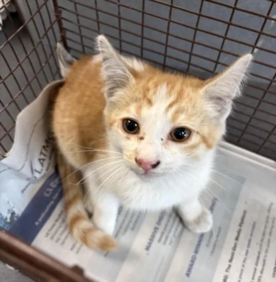 A baby small-sized male Domestic Short Hair cat named Miles for adoption in Los Angeles, CA