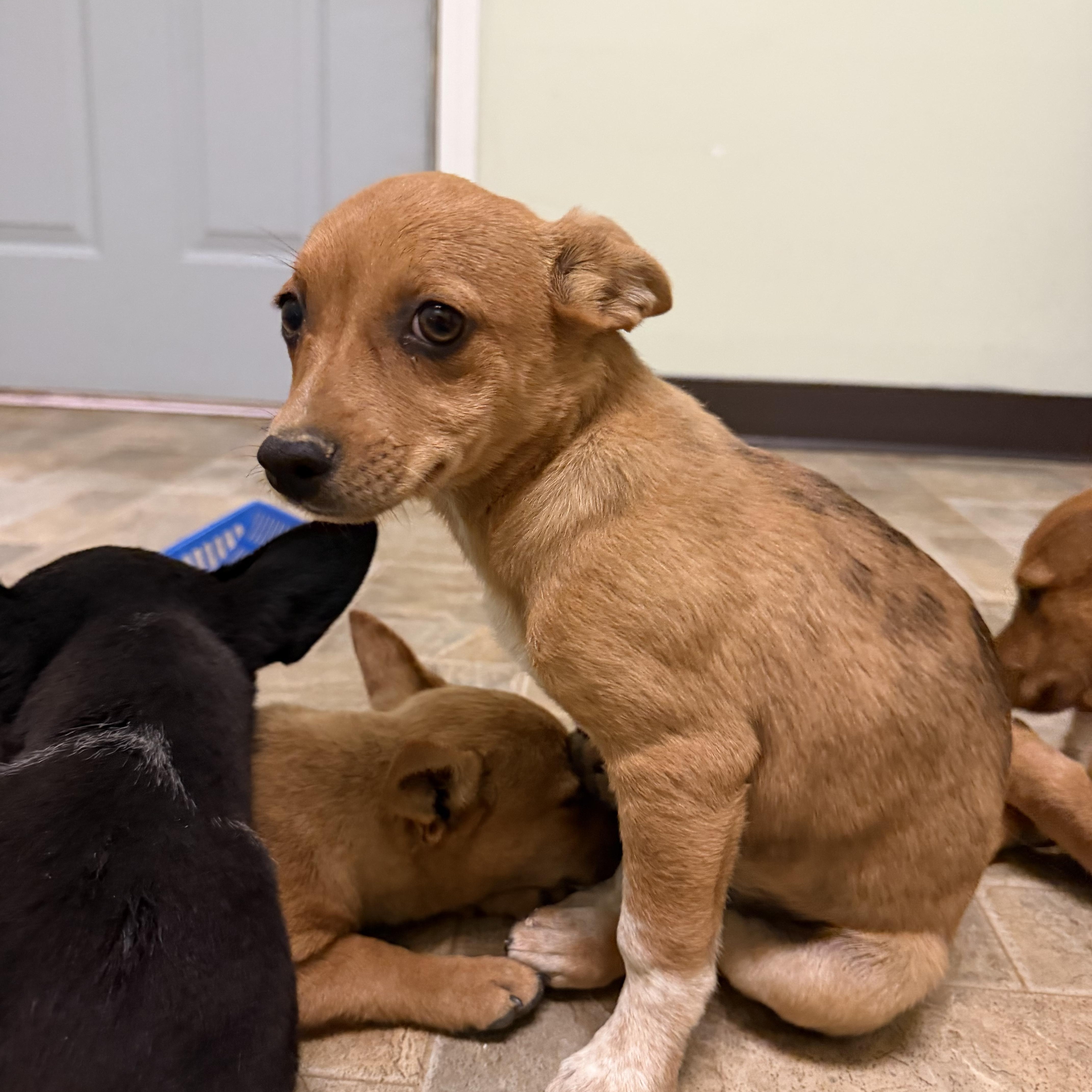 A baby small-sized female Red / Chestnut / Orange Chihuahua dog named Elsa for adoption in Dodgeville, WI