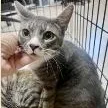 A young medium-sized male Tabby (Gray / Blue / Silver) Domestic Short Hair cat named Prince for adoption in St. Augustine, FL
