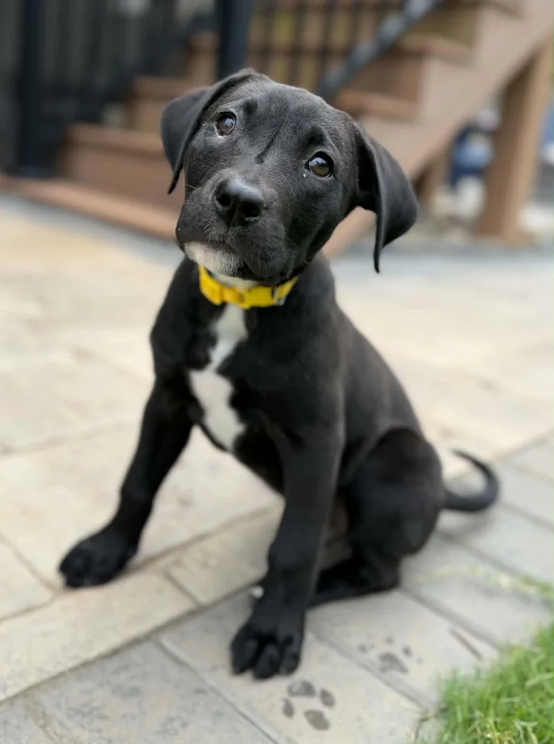 A young medium-sized female Labrador Retriever dog named Sunshine for adoption in Greenville, SC