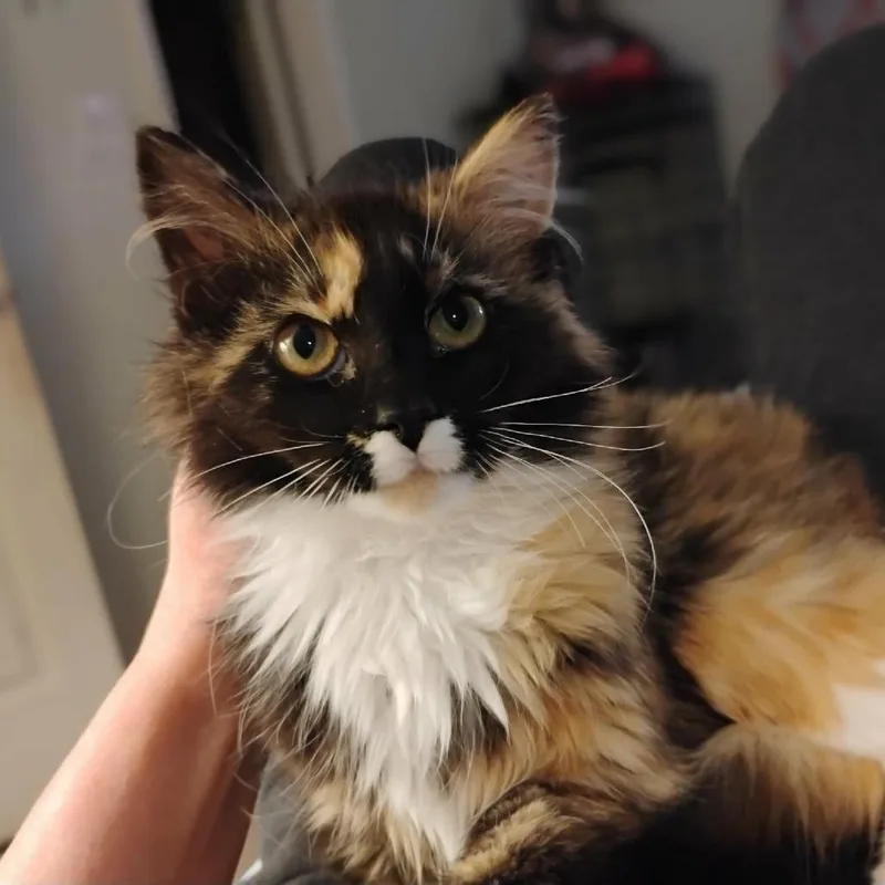 A baby small-sized female Tortoiseshell Domestic Long Hair cat named Scribbles for adoption in Charlottesville, VA