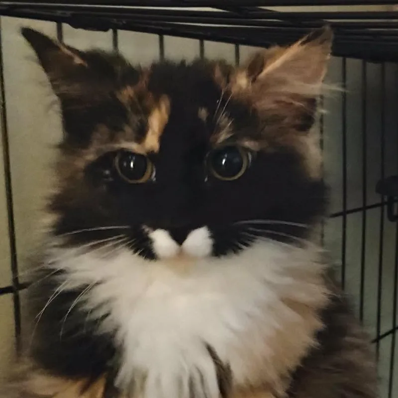 Scribbles thumbnail 2