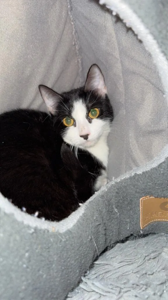 A young medium-sized female Domestic Short Hair cat named a Misty Maria for adoption in Windsor, CT